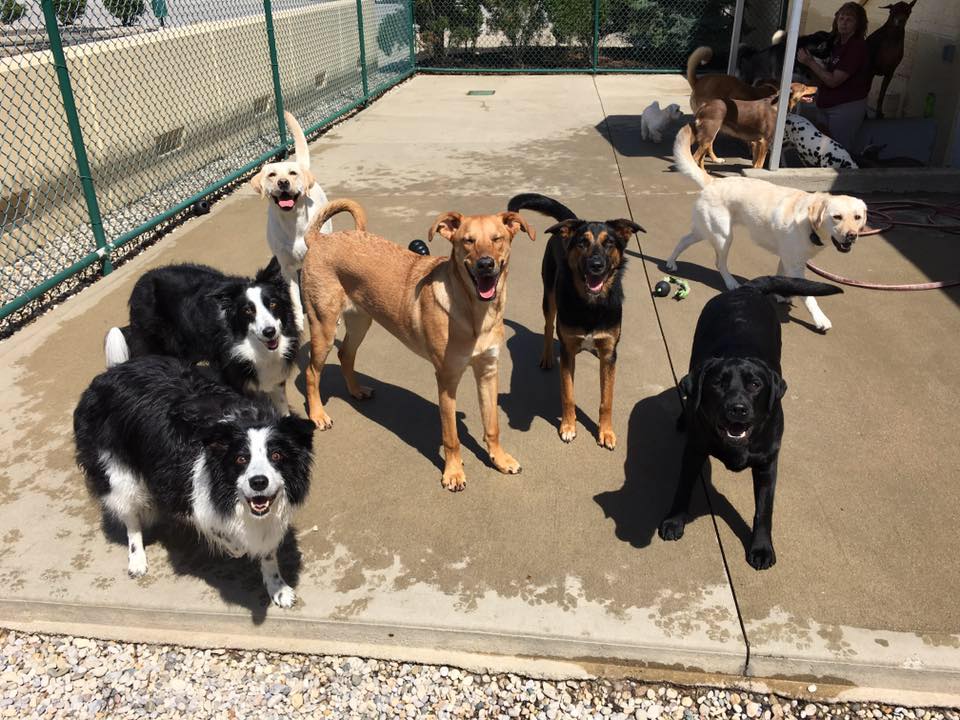 Photo Gallery Erlanger Pet Resort and Day Spa Erlanger, Kentucky